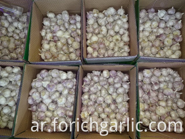 Size 5 0cm Normal White Garlic